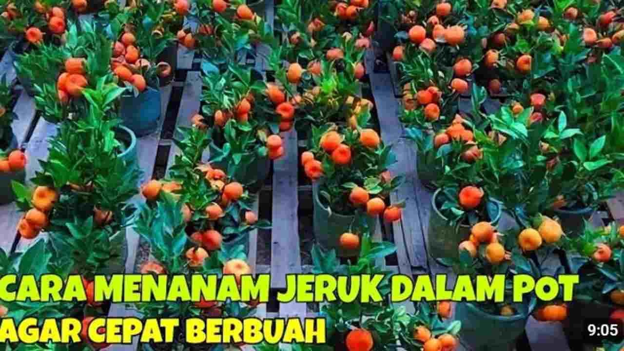 Cara Menanam Jeruk Santang Madu di Dalam Pot Agar Cepat Berbuah