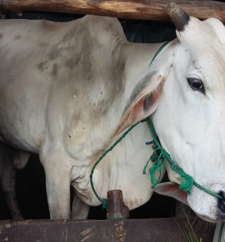 Penyakit Cacar Sapi Resahkan Peternak, Begini Gejalanya