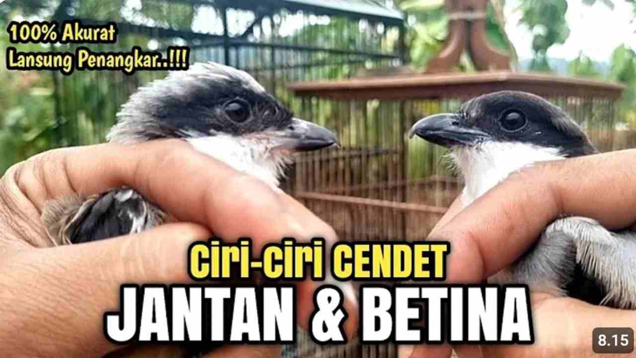 Masih Bingung? Begini Cara Membedaan Cendet Jantan dan Betina