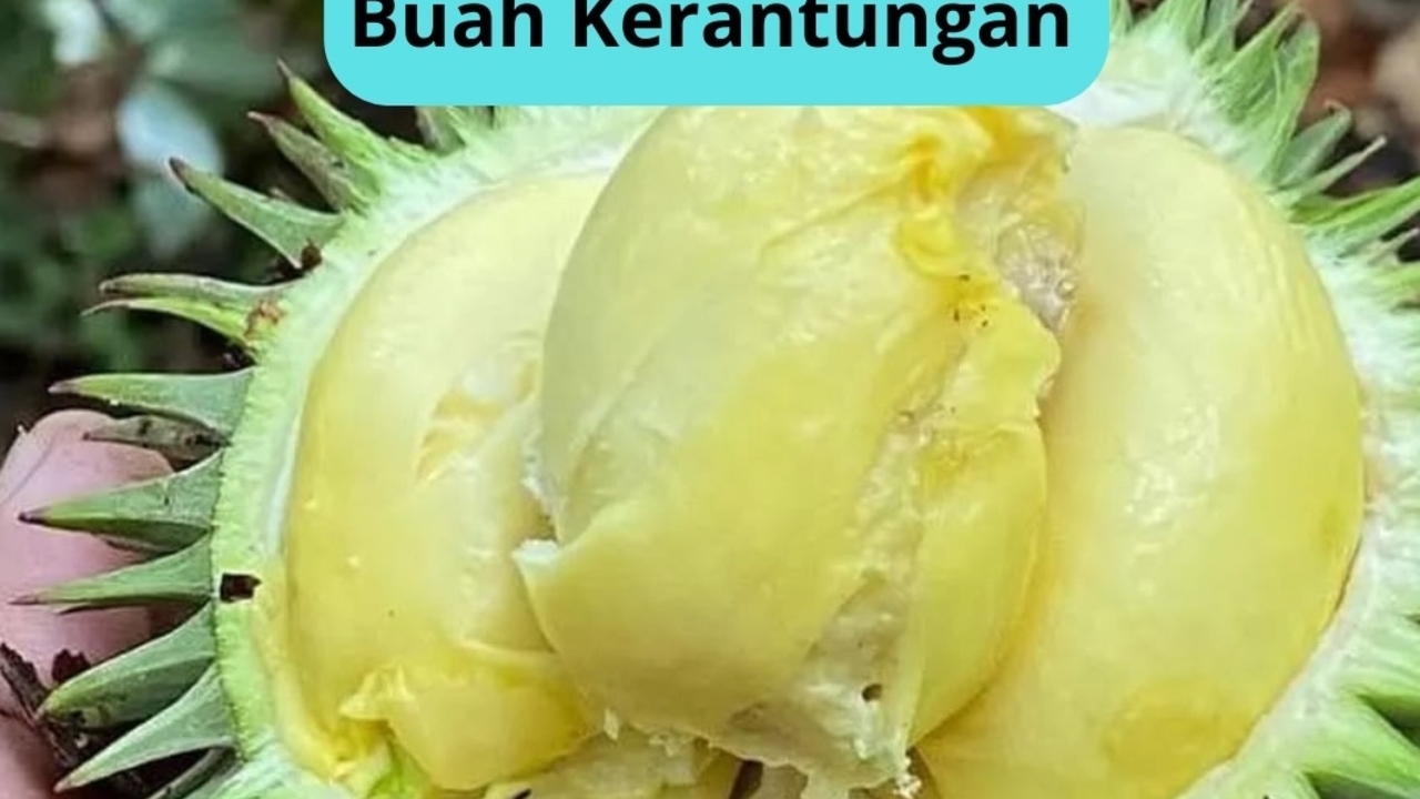 Buah Kerantungan, Si Durian Hutan Endemik Kalimantan