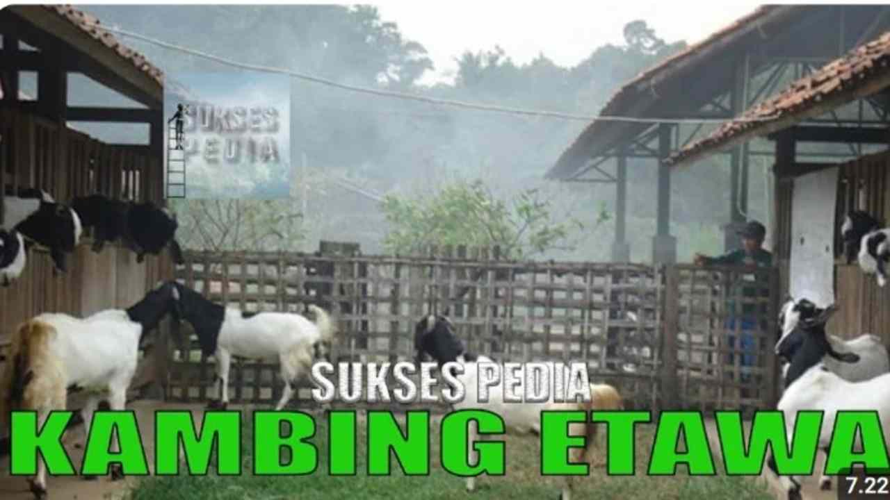 4 Panduan Lengkap Cara Ternak Kambing Etawa yang Benar bagi Pemula