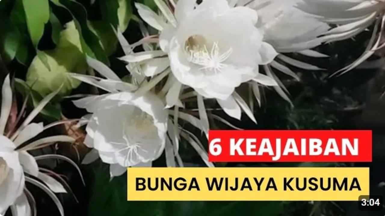 Pecinta Tanaman Wajib Tahu! Ini Dia Spot Ideal Tanam Wijaya Kusuma