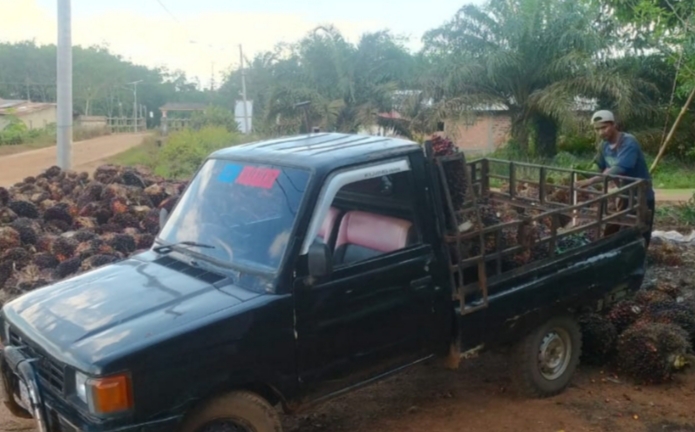 Harga Sawit Petani di Kecamatan di Banyuasin Ini Bervariasi, Ditingkat Petani Berbeda-beda