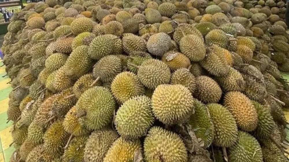5 Daerah Penghasil Durian di Sumatera Selatan. Apakah Daerahmu Termasuk?