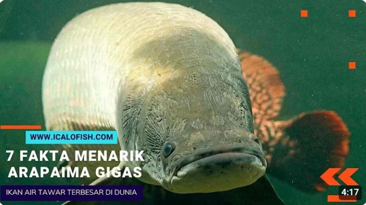 7 Fakta Menarik Tentang Arapaima Gigas, Ikan Raksasa Sungai Amazon yang Mengagumkan