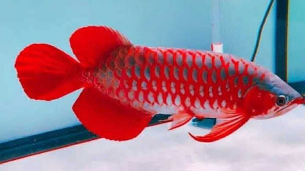 Keindahan Ikan Arwana dan Mitos yang Menyertainya