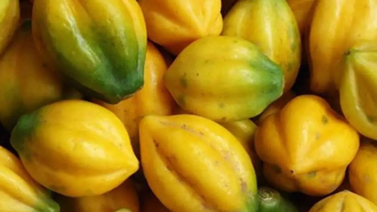 Mengenal Carica, Si Pepaya Gunung Asal Dieng yang Kaya Nutrisi