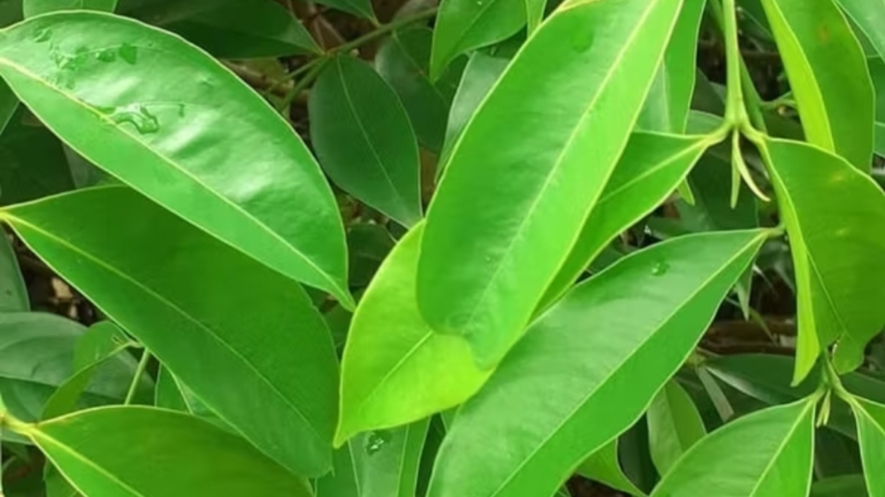 Daun Mahkota Dewa: Kandungan, Khasiat, dan Cara Konsumsi yang Aman