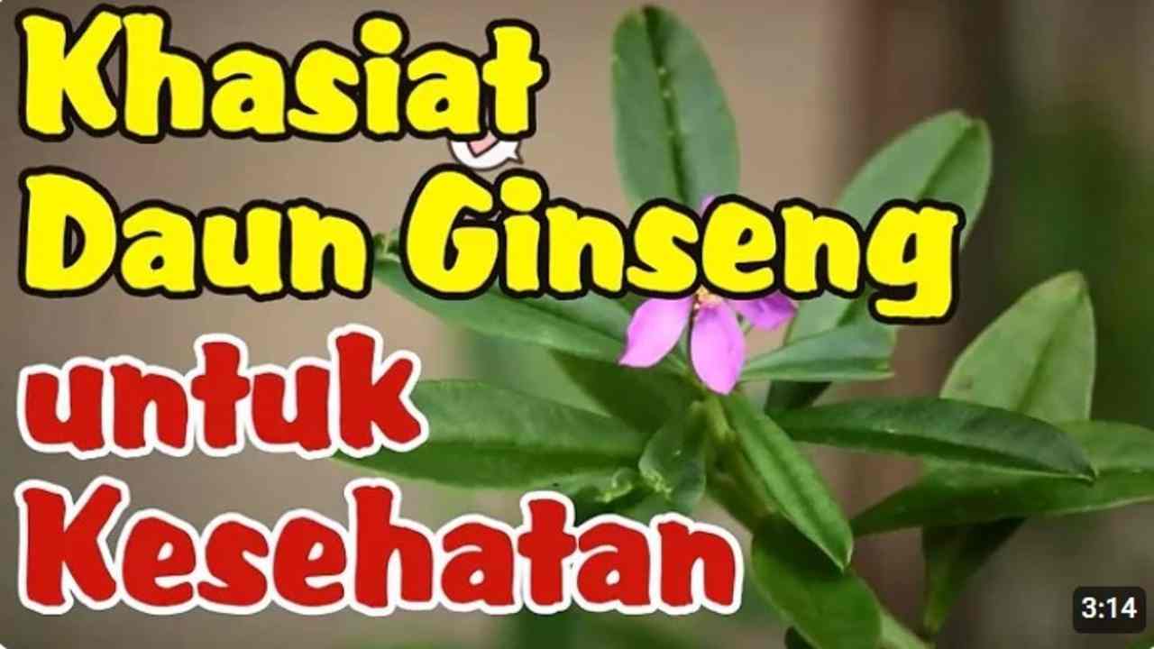 Daun Ginseng, Kekuatan Alami untuk Kesehatan! Yuk, Cari Tahu Manfaatnya!