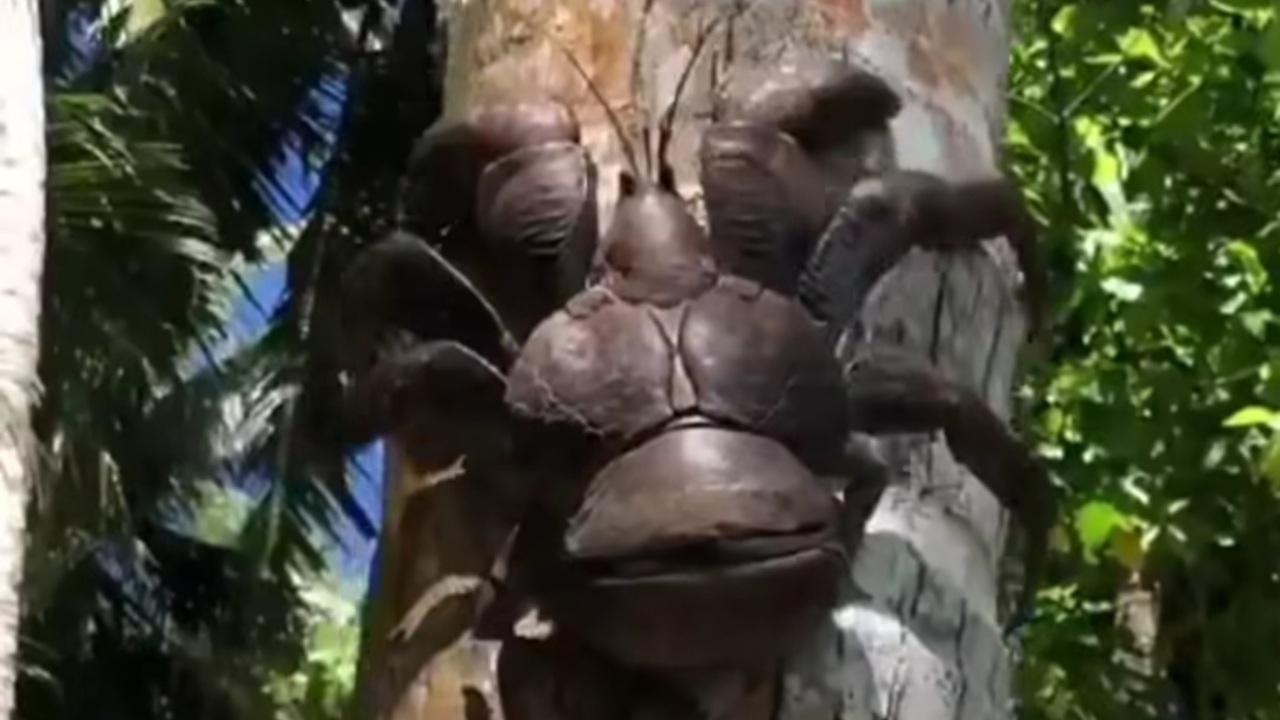 Bentang Kaki 1 Meter, Berat 4 Kg! Inilah Arthropoda Darat Terbesar di Bumi