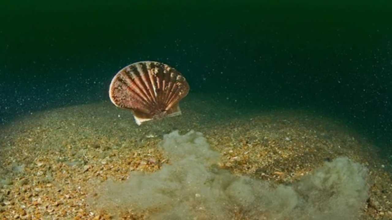 Wow, Nggak Nyangka! Kerang Laut Ternyata Bisa Berenang, Begini Gaya Unik Mereka Menjelajah Lautan!