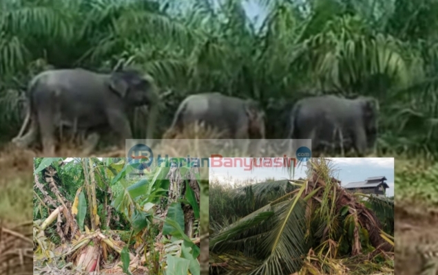 Kawanan Gajah Liar 'Teror' Warga Tulung Selapan OKI, Kebun Warga Porak Poranda