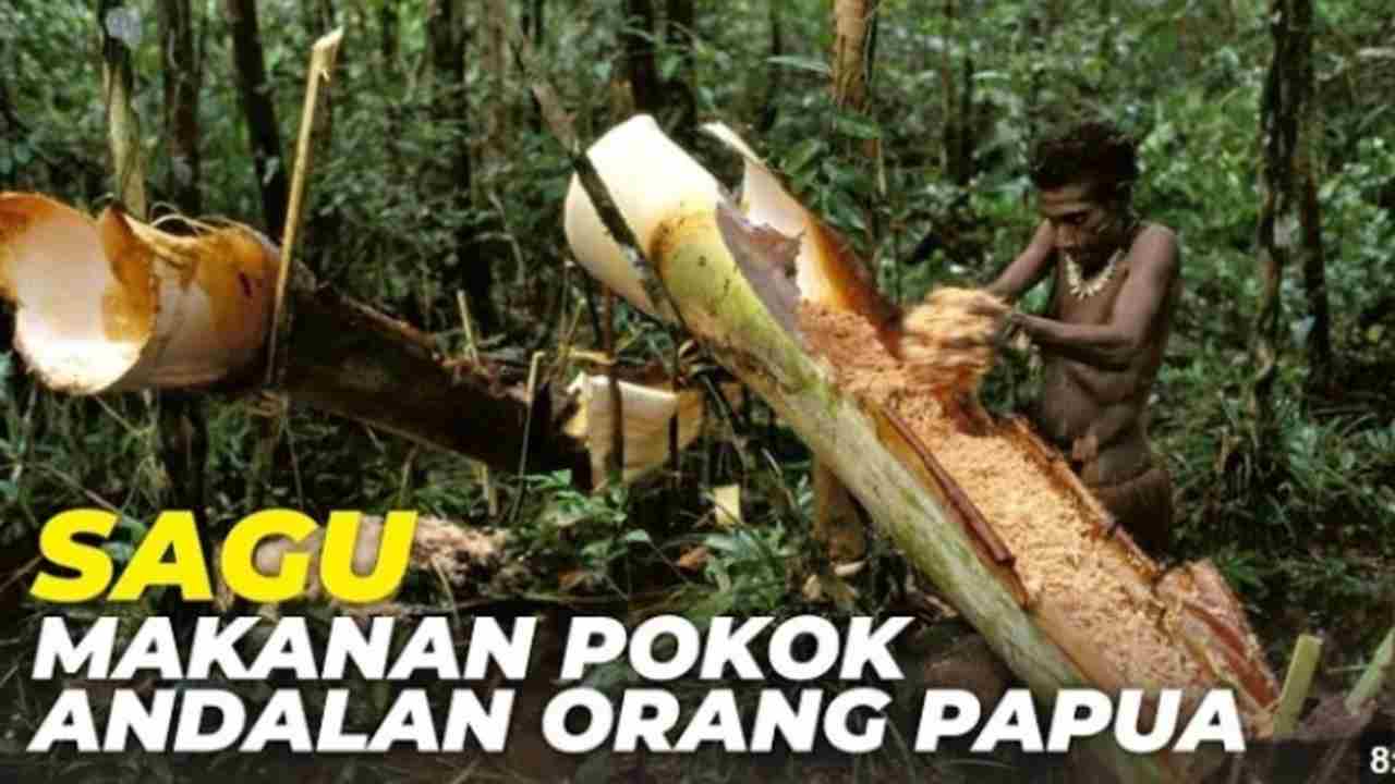 Mengenal Tanaman Sagu, Sejarah dan Perannya Sebagai Makanan Pokok di Papua dan Maluku