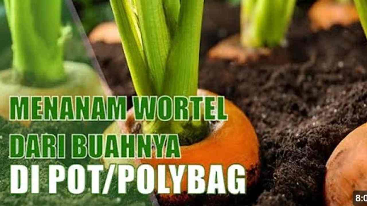 Trik Menanam Wortel dari Buahnya, Simpel & Praktis di Pot atau Polybag!