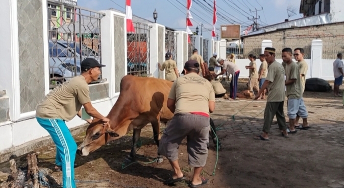 Sapi Menangis Saat Hendak Disembelih, Benarkah Karena Sedih? Berikut Penjelasan Dokter Hewan