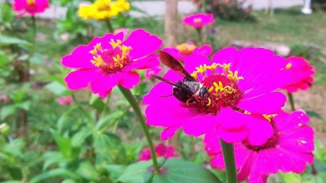 Apa Itu Simbiosis Mutualisme dan Contohnya di Kehidupan