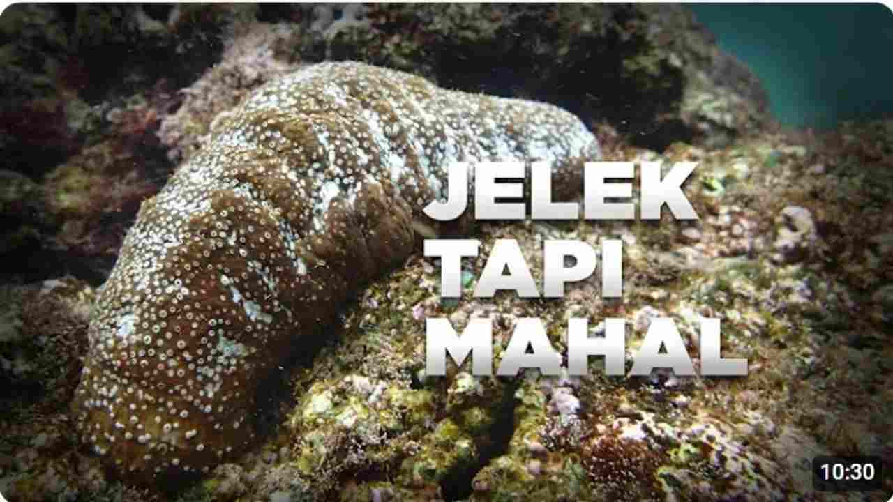 Teripang, Si “Jelek” yang Mahal, Emas di Laut dengan Nilai Tinggi dan Khasiat Melimpah