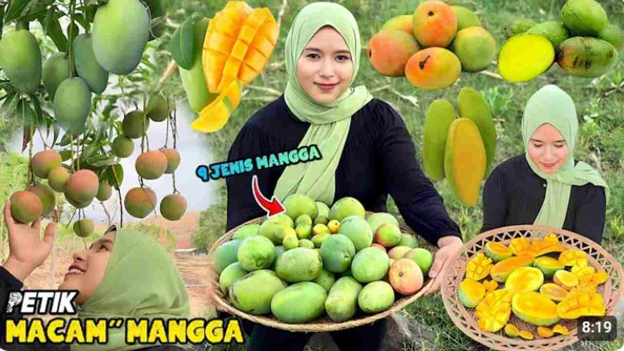 Pecinta Tanaman Wajib Tahu! Ini 3 Trik Stek Batang Mangga agar Buahnya Melimpah!