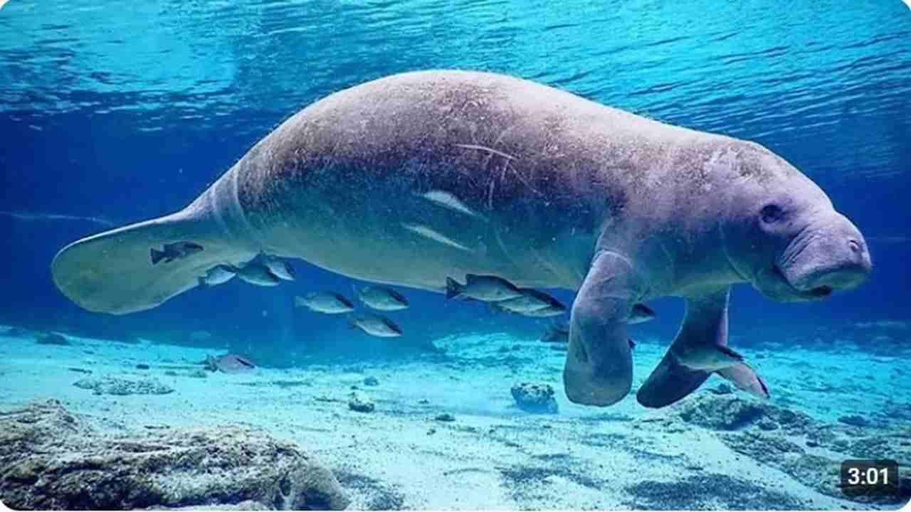 Dugong Laut, 6 Fakta Menarik dari Wujud Asli Putri Duyung