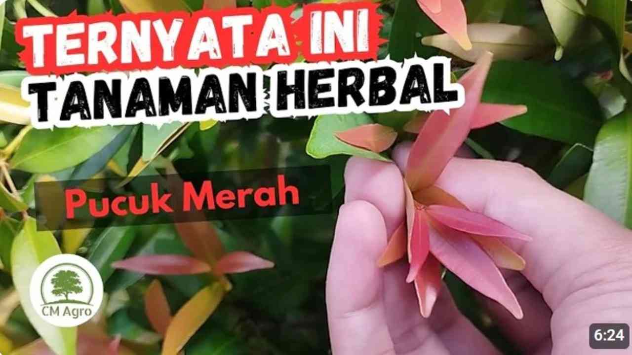 Rahasia Daun Pucuk Merah, Nggak Cuma Cantik, Tapi Juga Punya Segudang Manfaat!