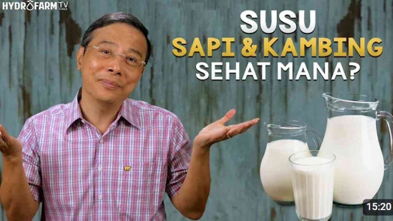 Susu Kambing Lebih dari Sekadar Alternatif, Ini 5 Manfaat Kesehatannya!