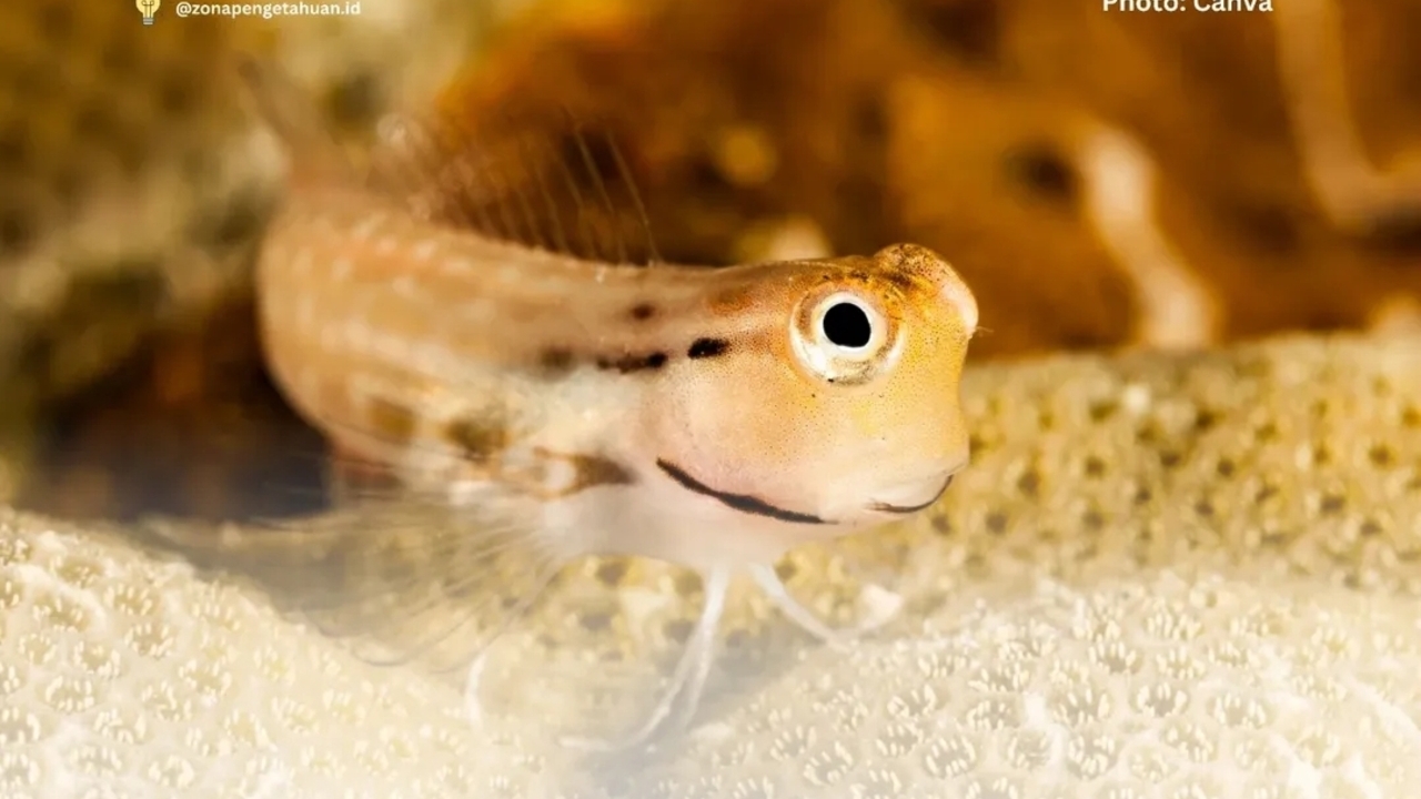 Yaeyama Blenny: Satpam Kecil Penjaga Terumbu Karang