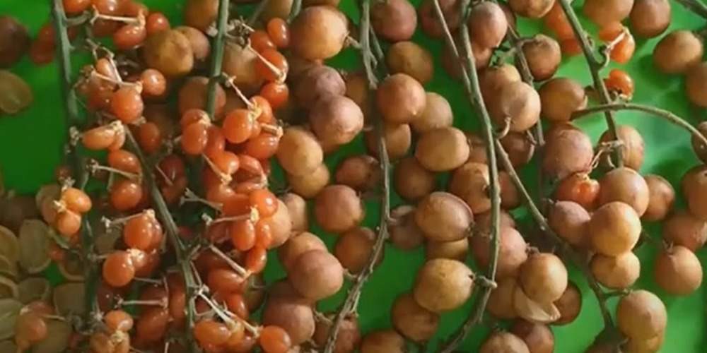 Buah Jentikan, Rahasia Keunikan dan Manfaat dari Buah Langka yang Kini Jadi Trend!