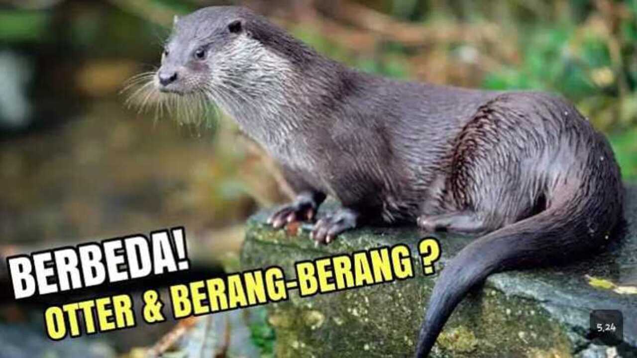 Jangan Sampai Keliru! Ini 4 Perbedaan Otter dan Berang-berang