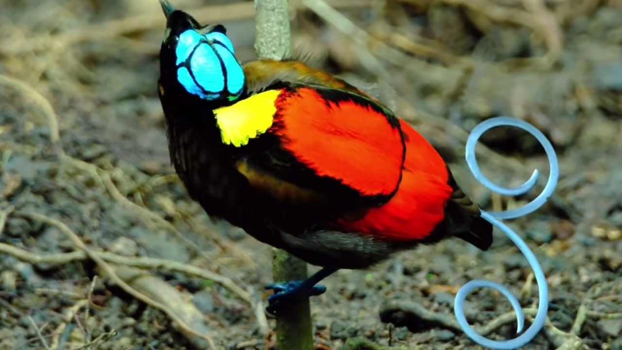 Cendrawasih Botak: Permata Langka dari Timur Indonesia yang Penuh Keunikan