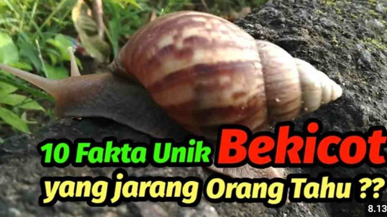 10 Fakta Unik Tentang Bekicot yang Bikin Melongo, No. 4 dan 10 Paling Gokil!