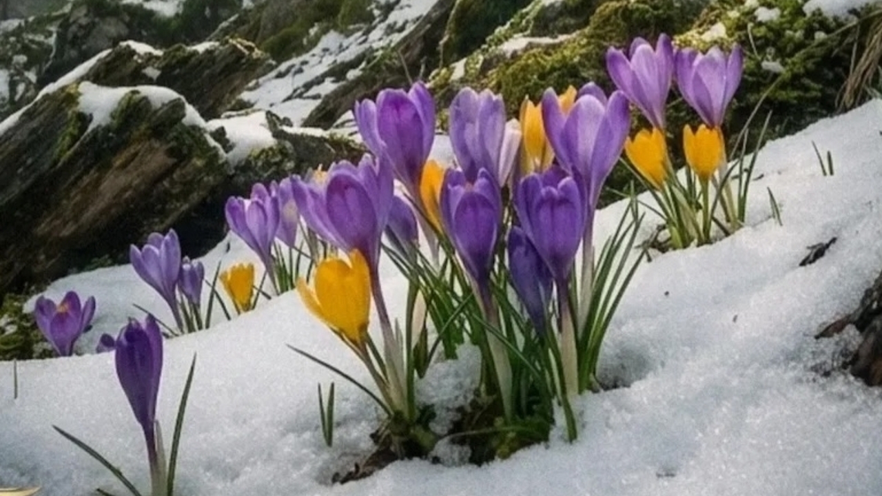 Masih Diselimuti Salju, Bunga Ini Nekat Mekar! Rahasianya Bikin Melongo