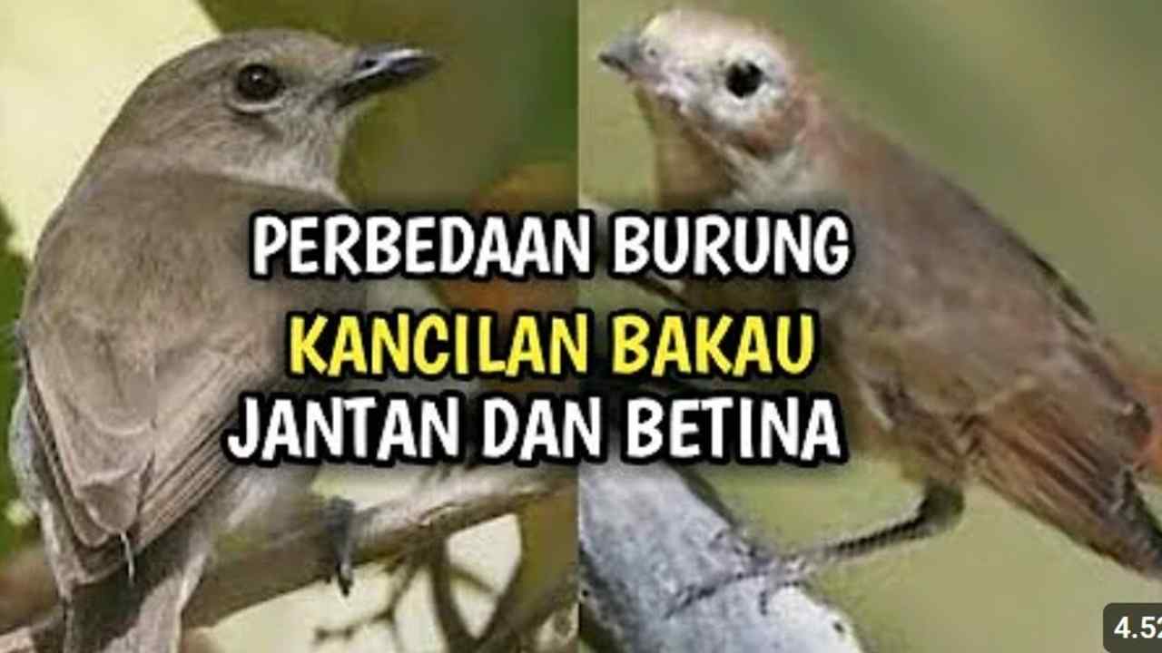 Burung Kancilan Bakau Jantan vs Betina, Apa Bedanya? Temukan Keunikannya!