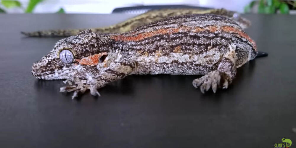 Mengenal 3 Jenis Gecko Paling Populer dan Aman untuk Dipelihara di Rumah