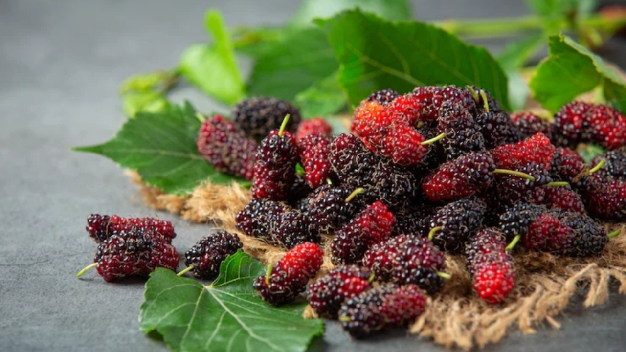 Jarang Dilirik, Ternyata Murbei Punya Manfaat Luar Biasa untuk Tubuh