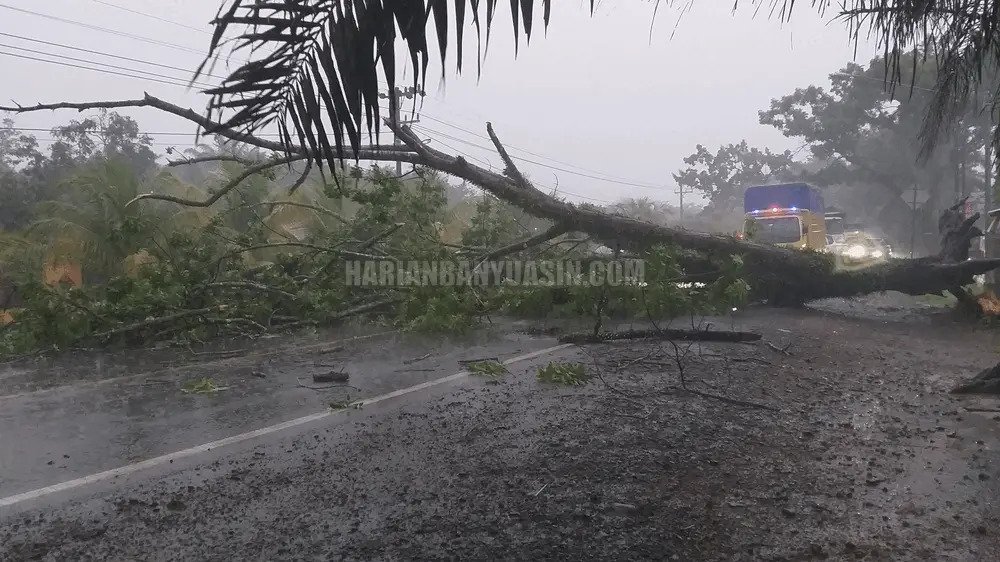 BREAKING NEWS: Pohon Tumbang di Pulau Punjung Banyuasin, Tutup Akses Jalintim, Macet Hingga 3 Km