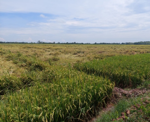 11,25 Hektare Sawah Petani Sidoharjo Rusak Diterjang Puting Beliung