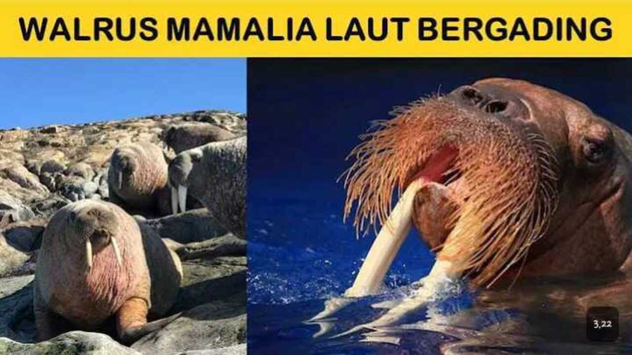 Gak Cuma Lucu, Ini Fakta Menarik Tentang Walrus yang Bikin Kamu Terkejut!