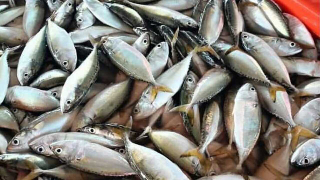 Manfaat Konsumsi Ikan Kembung bagi Kesehatan Tubuh