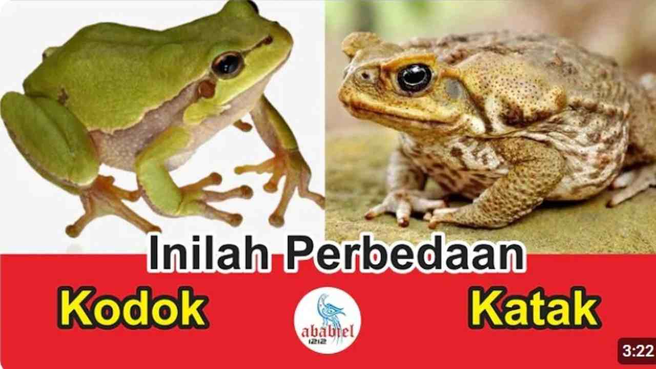 Kodok atau Katak? Ternyata Beda Banget! Ini Penjelasannya Biar Gak Salah Lagi!