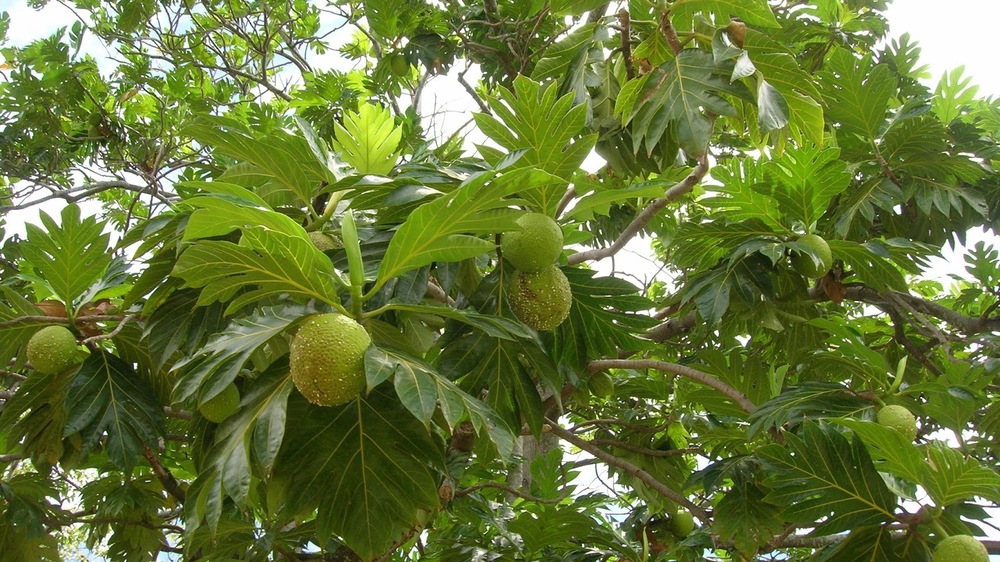 Keajaiban Buah Sukun: Manfaat Kesehatan dan Gizi yang Luar Biasa