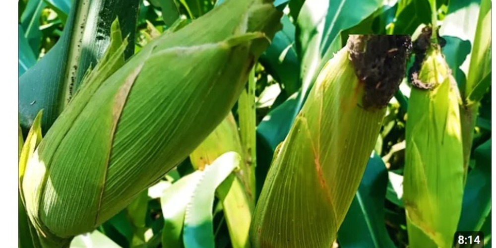 Jagung Lebih dari Sekadar Makanan Pokok, Ini Rahasia Kesehatan yang Harus Kamu Tahu!