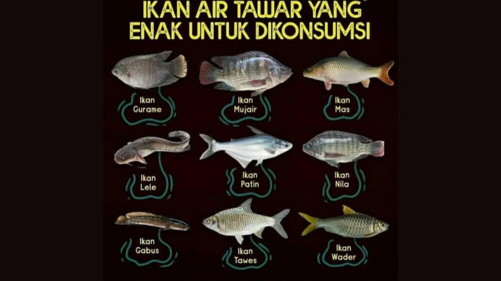 9 Ikan Air Tawar Yang Enak Untuk Dikonsumsi, Yang Mana Favoritmu?