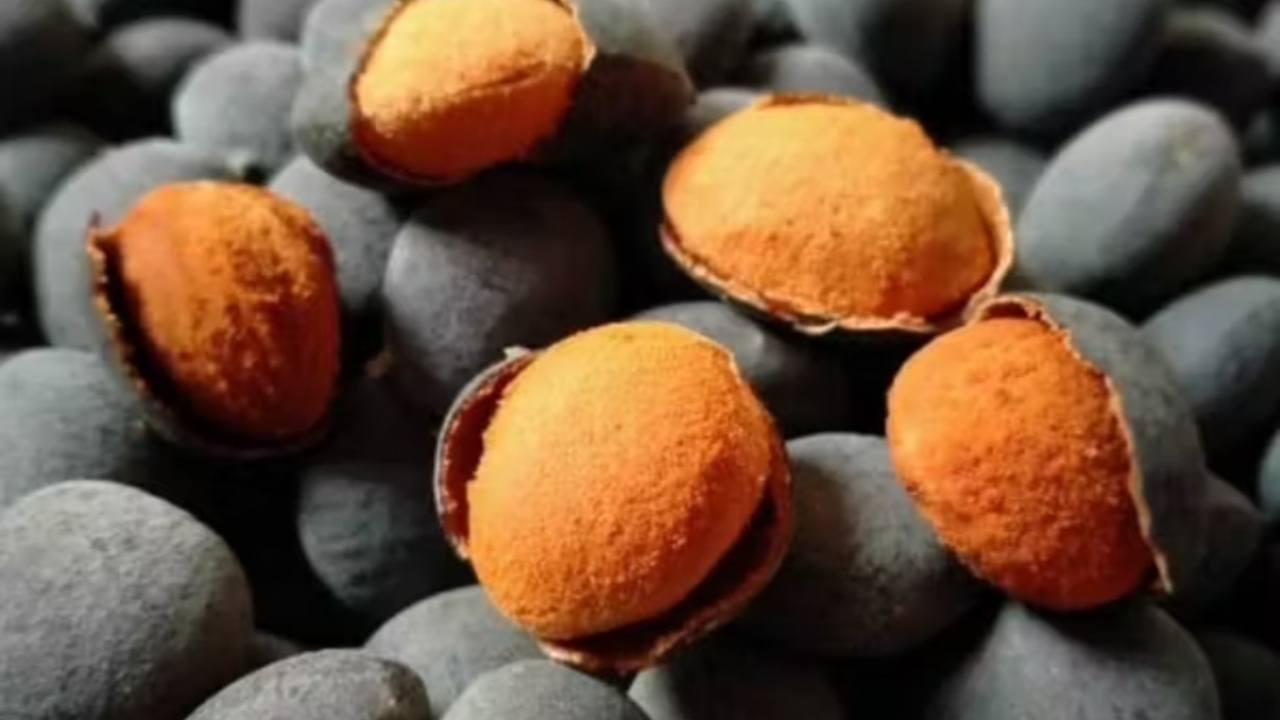 Jangan Remehkan Keranji! Antioksidannya Bantu Lawan Radikal Bebas