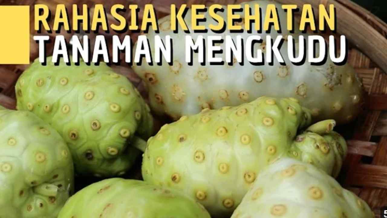 Meskipun Berbau Tidak Enak, Ternyata Mengkudu Punya 6 Manfaat ini  