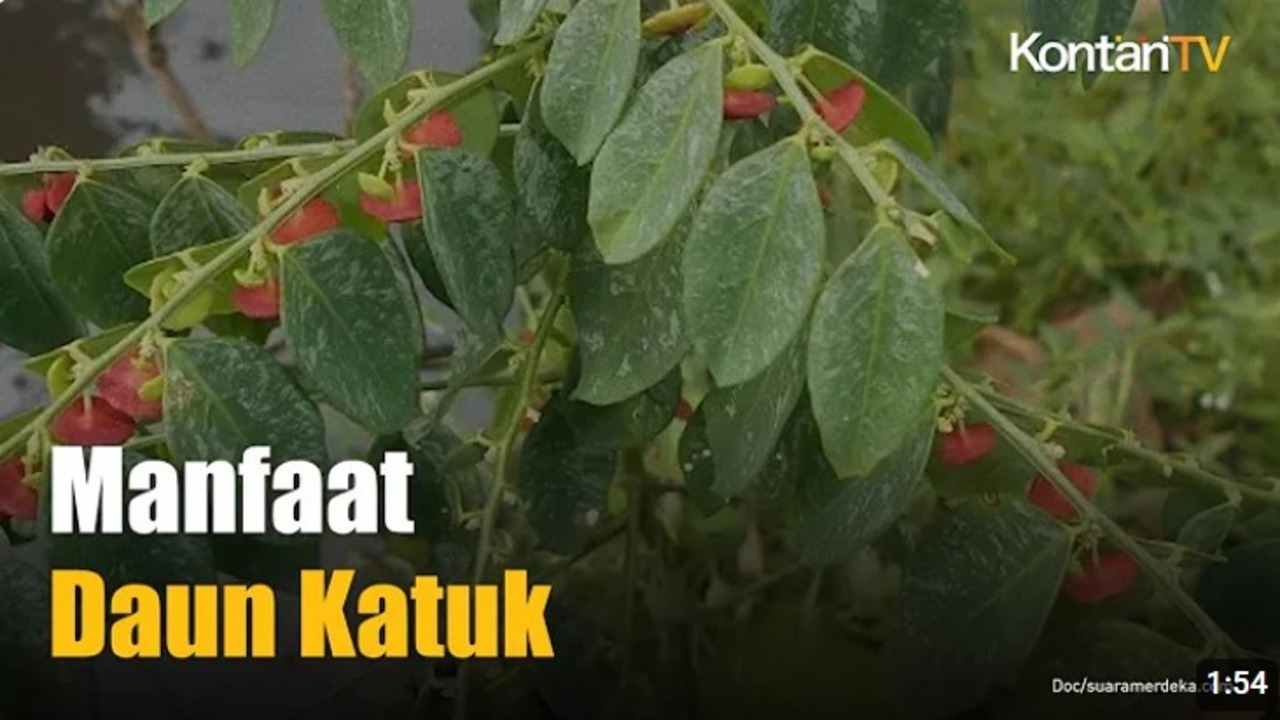 Tak Hanya Meningkatkan ASI, Ini 4 Manfaat Lain Daun Katuk