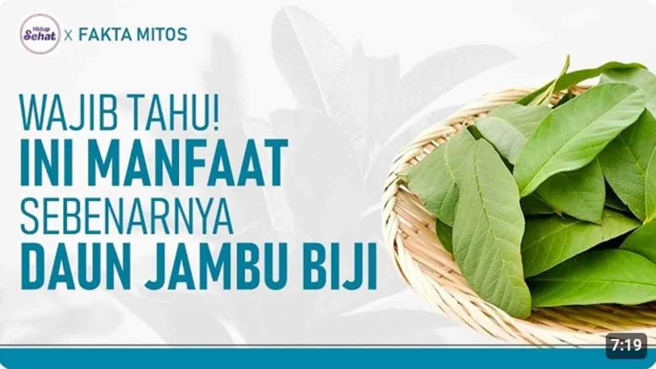 Daun Jambu Biji, Keajaiban Alam dengan Segudang Khasiat untuk Kesehatan!