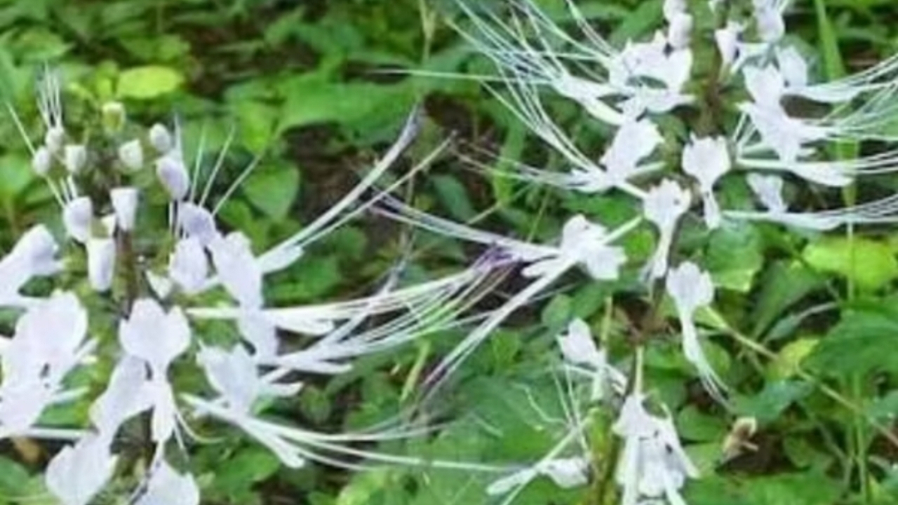 Mengenal Kumis Kucing, Herbal Tradisional untuk Pencegahan Hipertensi