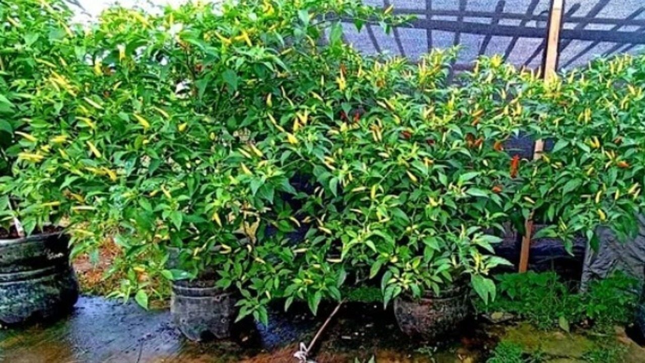 Tak Mau Menunggu Lama, Ini Cara Cepat Tanam Bibit Cabai Rawit Setan di Pot atau Polybag