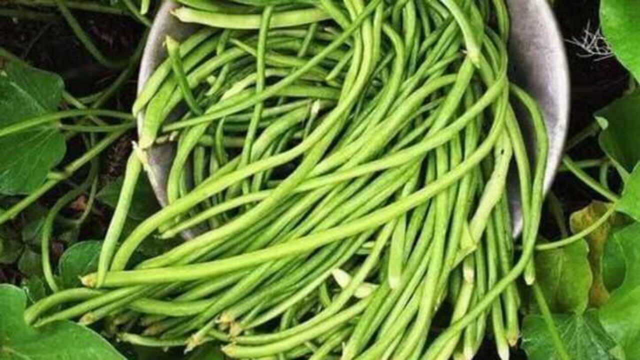 Manfaat Konsumsi Kacang Panjang, Sayuran Sederhana dengan Segudang Khasiat