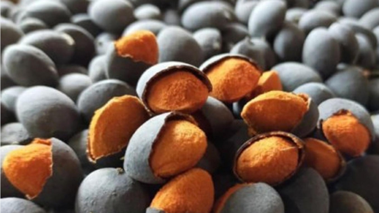 Buah Keranji, Si Hitam Asam Segar yang Kini Langka tapi Kaya Khasiat